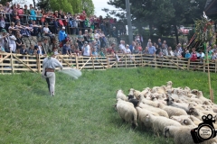 Redyk wiosenny Koniaków  (14)