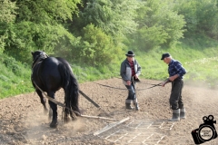 Sianie lnu Sromowce Wyżne  (10)