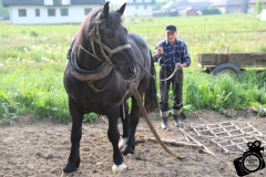 Sianie lnu Sromowce Wyżne  (2)