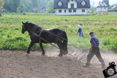 Sianie lnu Sromowce Wyżne  (4)