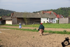 Sianie lnu Sromowce Wyżne  (8)