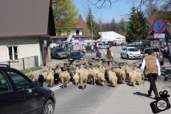 Święto baców f.kk, 22.04.18 Ludźmierz (206)