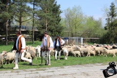 Święto baców f.kk, 22.04.18 Ludźmierz (4)